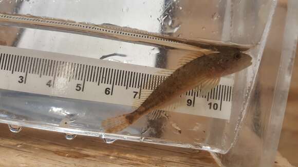 Image of Coastrange sculpin