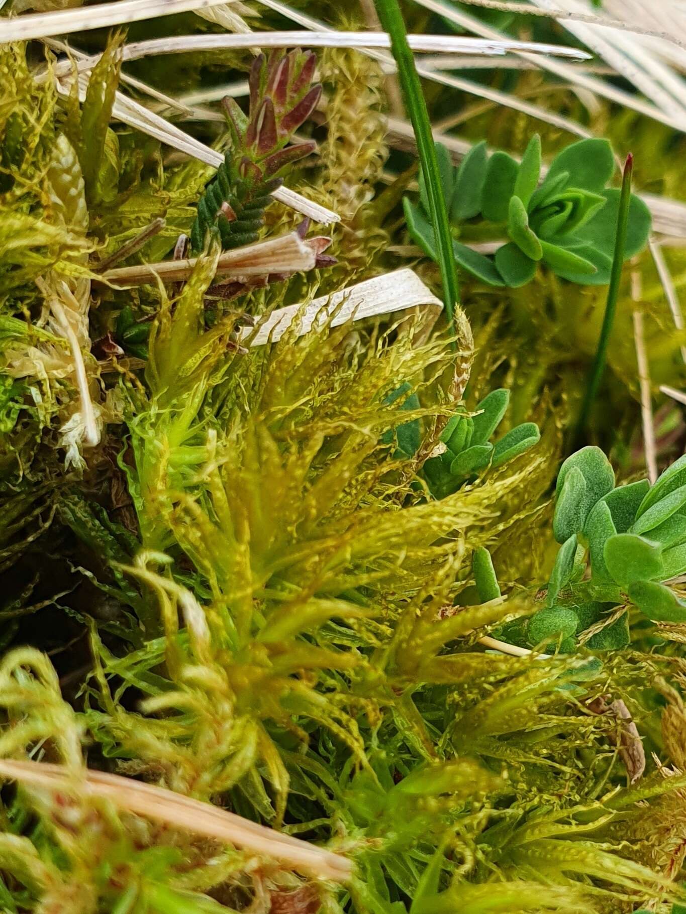 Image of Bonjean's dicranum moss