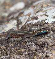 Image of Mitchell's Flat Lizard