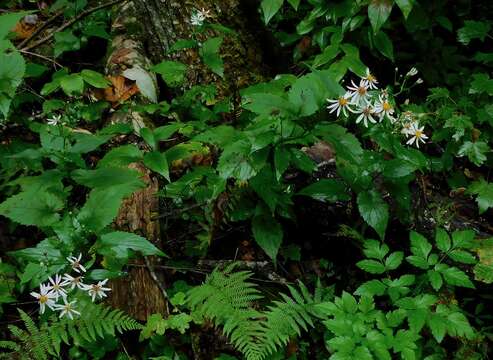 Image of mountain aster