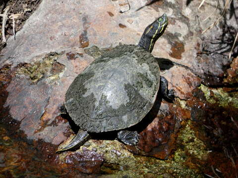 Image of Trachemys grayi panamensis Mccord, Joseph-Ouni, Hagen & Blanck 2010