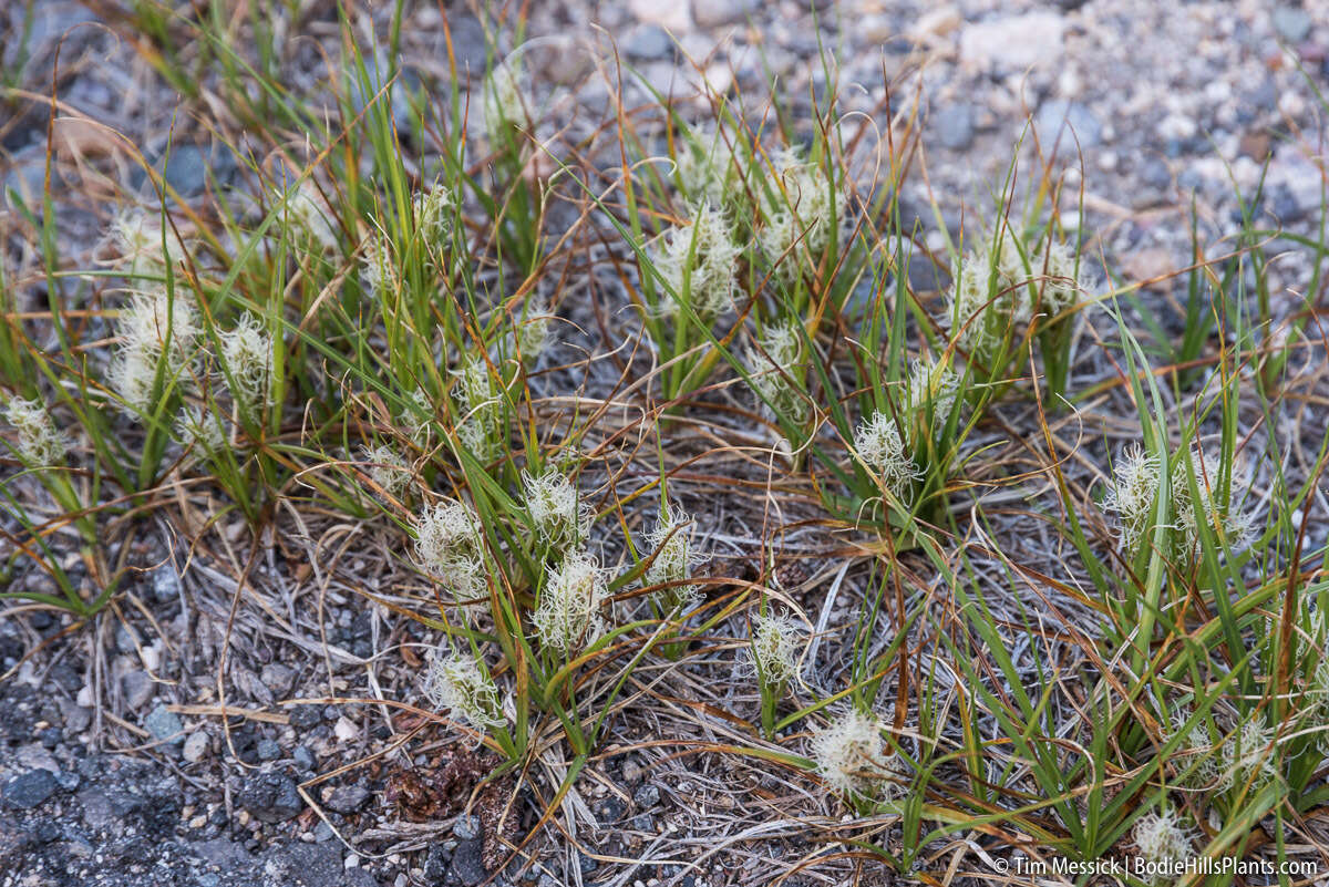 Image of Douglas' sedge