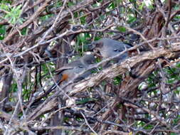 Image of Chestnut-vented Warbler