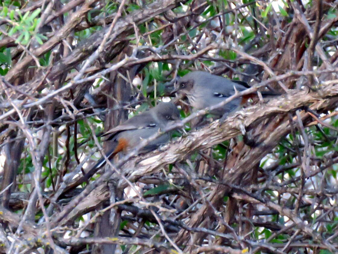 Image of Chestnut-vented Warbler