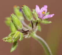 Image of musky stork's bill