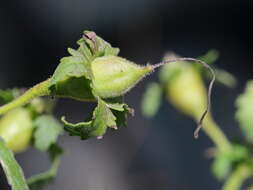 Aureolaria pedicularia (L.) Raf. ex Pennell resmi