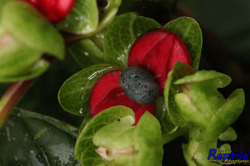 Image of Drymonia brochidodroma Wiehler