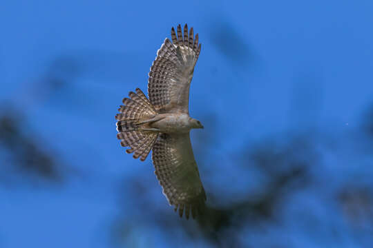 Nisaetus nipalensis nipalensis Hodgson 1836 resmi