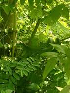 Image of Nepal pitviper