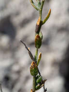 Image of glandleaf milkwort