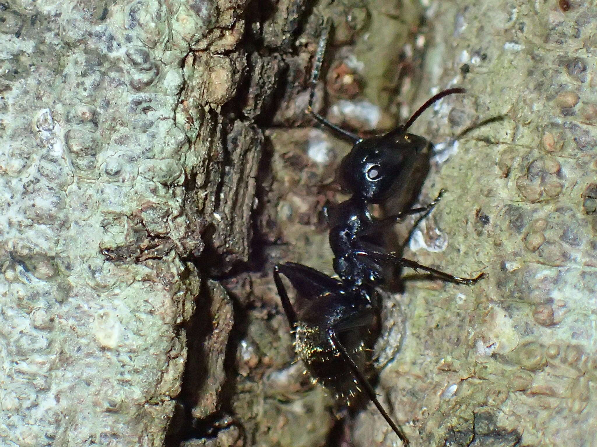 Image of Camponotus arminius Forel 1910