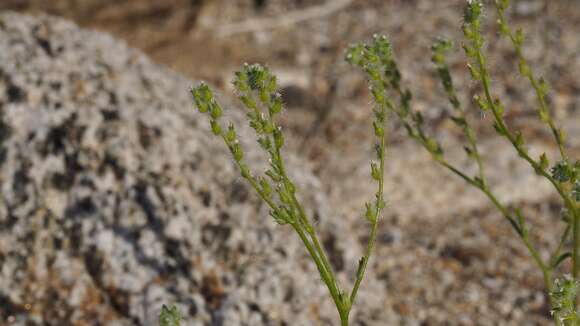 Plancia ëd Cryptantha decipiens (M. E. Jones) Heller