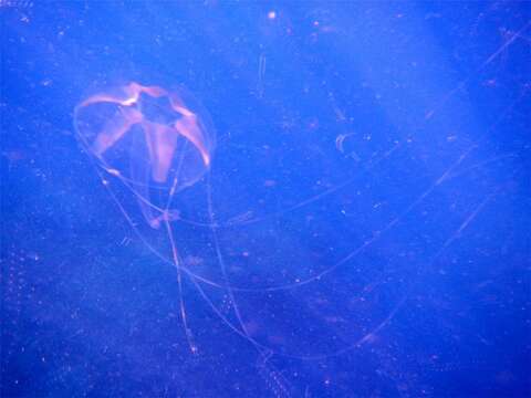 Image of trunked jellyfish