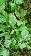 Image de Antennaria parlinii subsp. fallax (Greene) R. J. Bayer & G. L. Stebbins