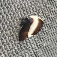 Image of Membracis tectigera Olivier