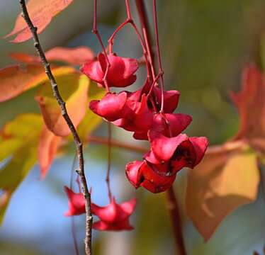 Image of Euonymus latifolius (L.) Mill.