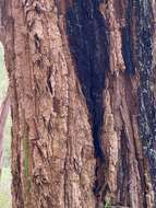 Image of Allocasuarina decussata (Benth.) L. A. S. Johnson