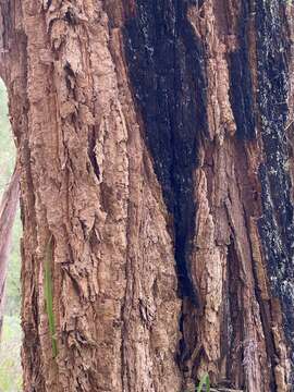 Image of Allocasuarina decussata (Benth.) L. A. S. Johnson