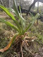 Image of Mangrove lily