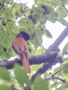 Image of Amur Paradise Flycatcher