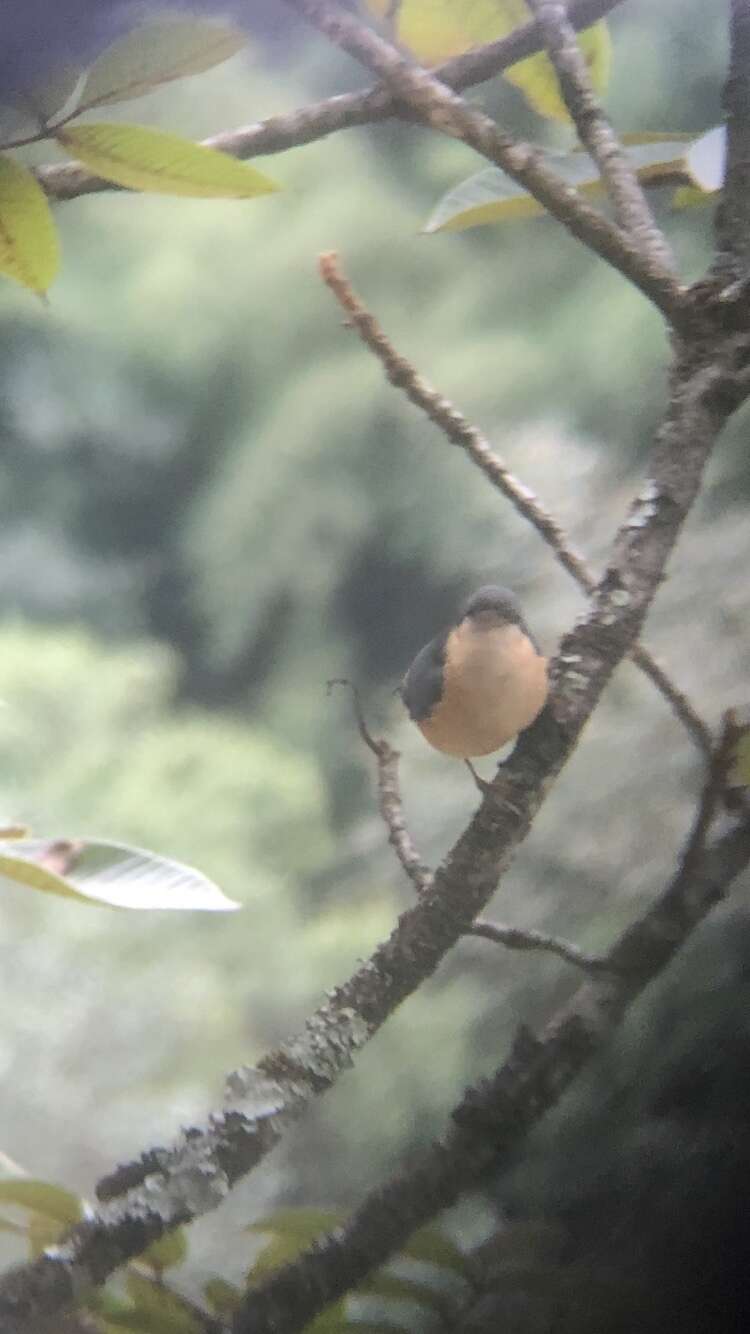 Image of White-tailed Nuthatch