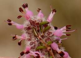 Image of Erica paucifolia subsp. paucifolia