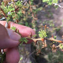 Image of catclaw mimosa