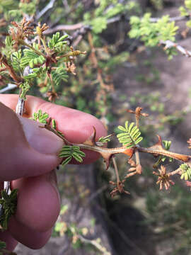 Plancia ëd Mimosa aculeaticarpa Ortega