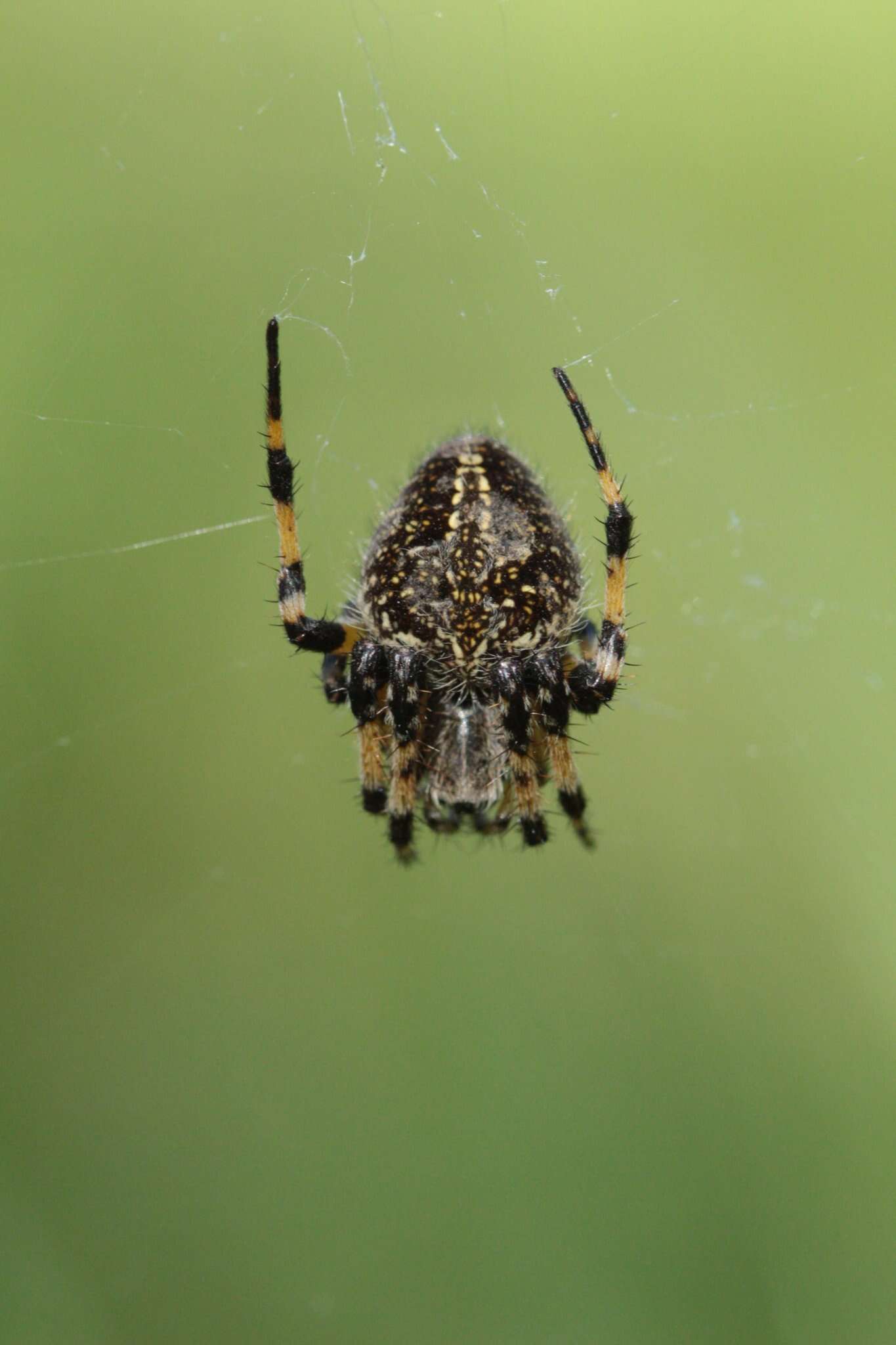 Image of Neoscona orizabensis F. O. Pickard-Cambridge 1904