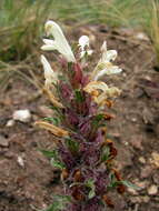 Image of Pedicularis physocalyx Bunge