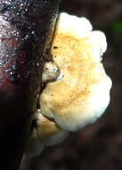 Image of Plicaturopsis