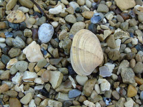 Image of Grooved carpet shell