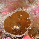 Image of Zanardinia typus