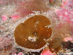 Image of Zanardinia typus