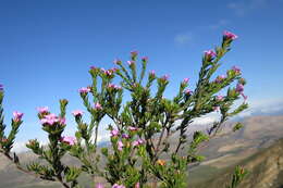 Image of Acmadenia maculata I. Williams