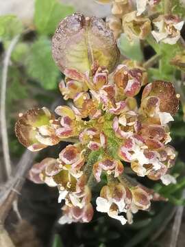 Plancia ëd Iberis saxatilis subsp. saxatilis