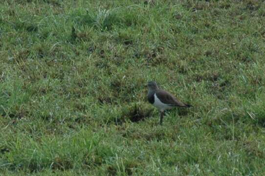 Image of Southern Black-winged Lapwing