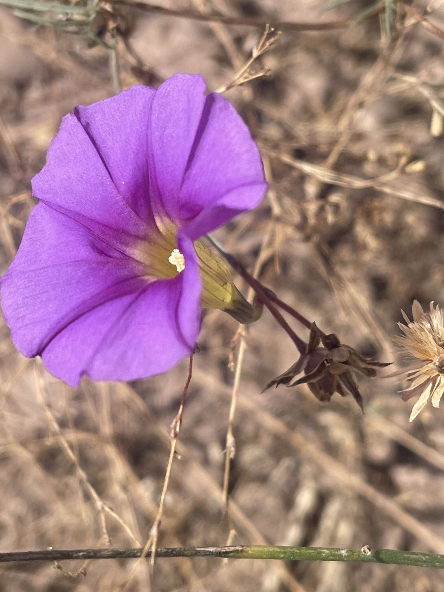 Imagem de Ipomoea ternifolia var. leptotoma (Torr.) J. A. Mc Donald