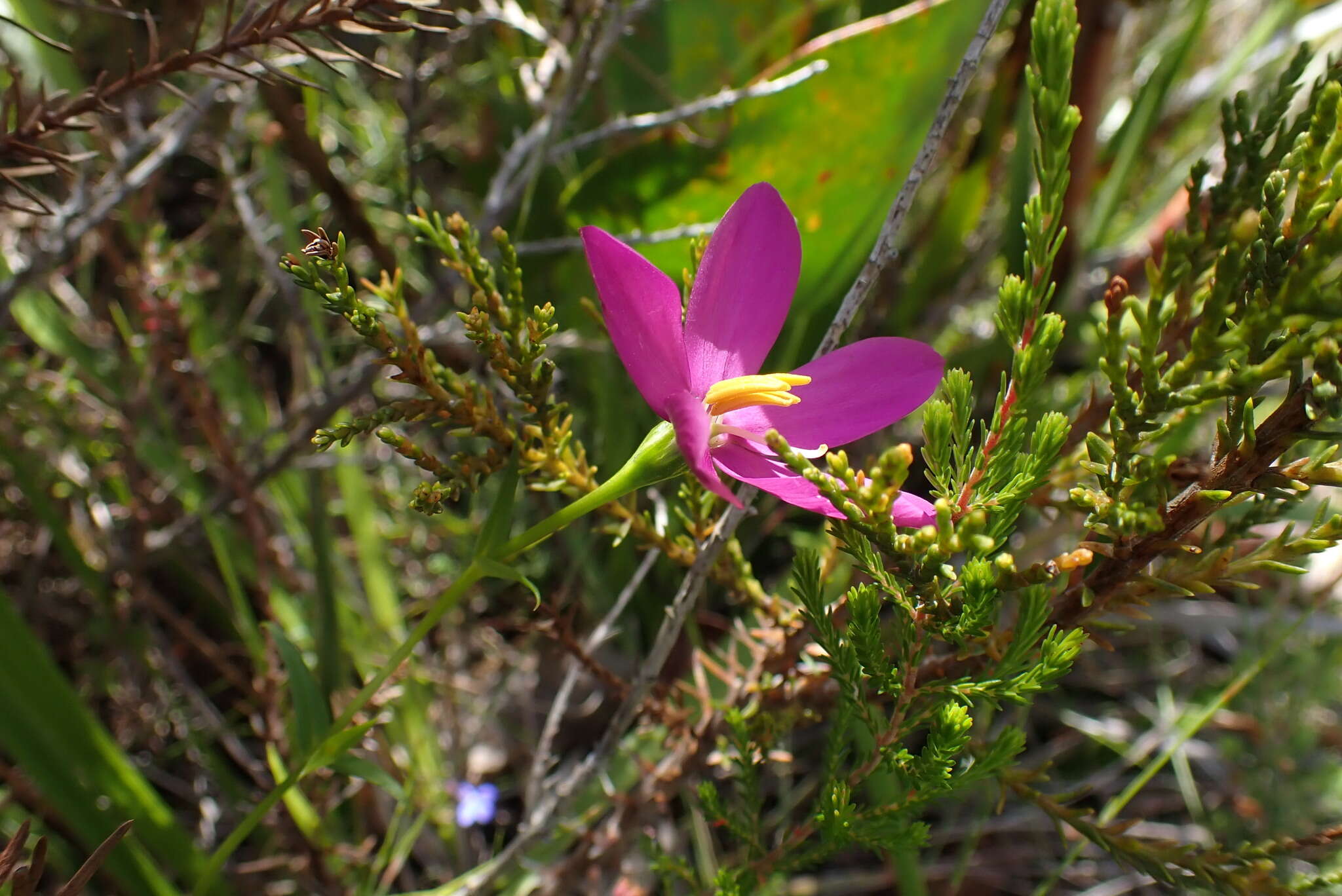 Imagem de Chironia melampyrifolia Lam.