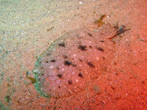 Image of Southern peacock sole