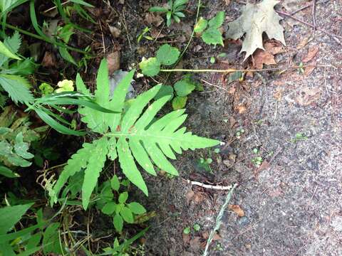 Image of sensitive fern