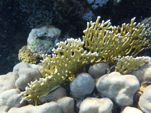 Image of Fire coral