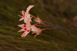 Imagem de Gladiolus cylindraceus G. J. Lewis