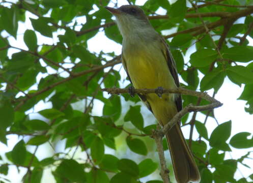 Image of Swainson's Flycatcher