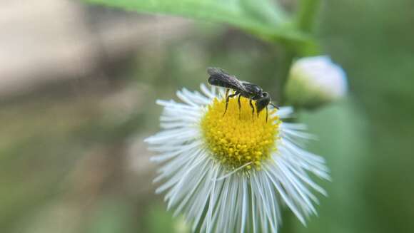 صورة Chelostoma philadelphi (Robertson 1891)