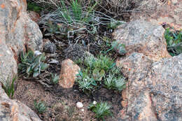 Image of Crassula cotyledonis Thunb.