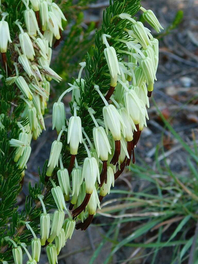 Image of Erica plukenetii subsp. penicillata (Andrews) E. G. H. Oliv. & I. M. Oliv.