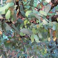 صورة Quercus oblongifolia Torr.