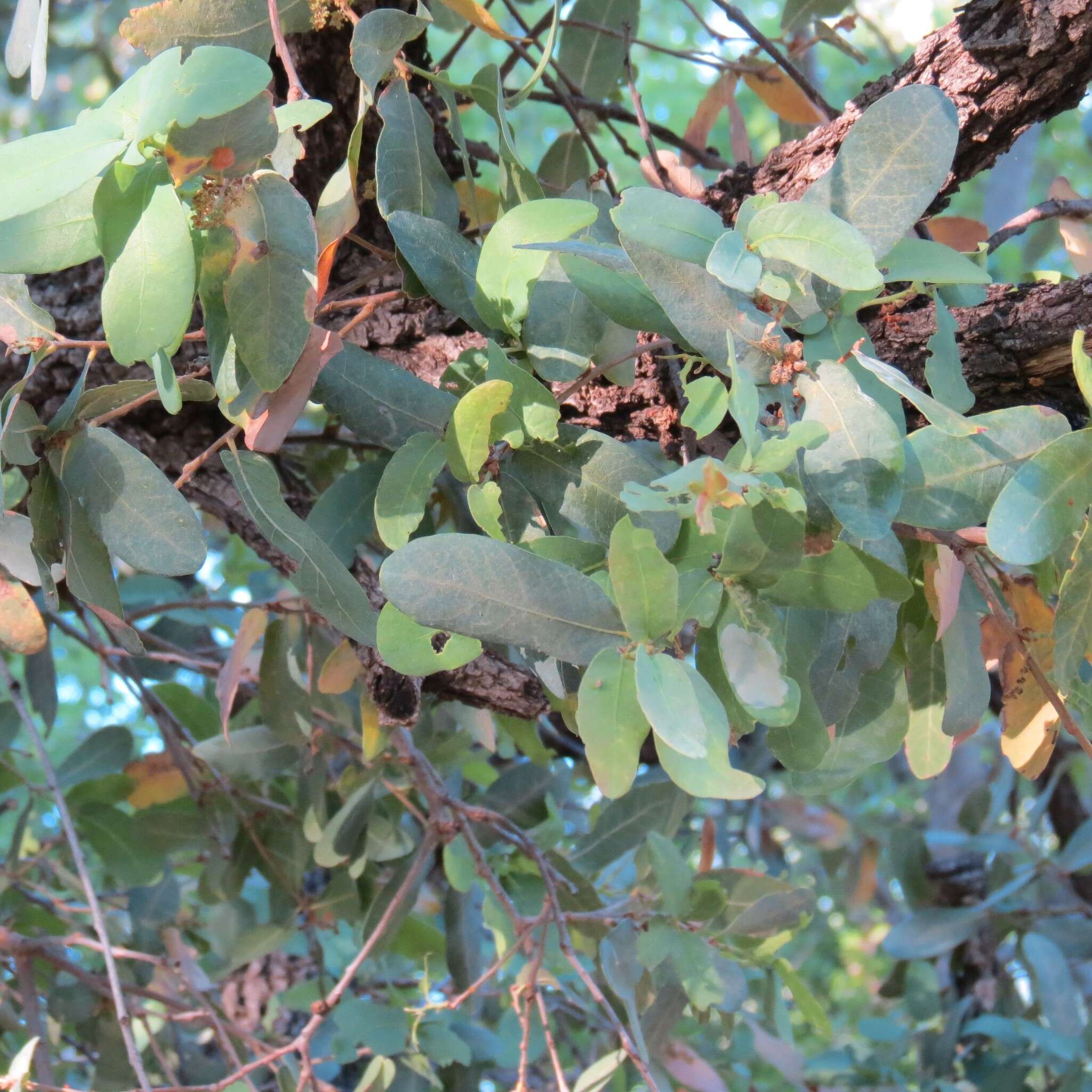 صورة Quercus oblongifolia Torr.