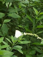 Image of Catopsilia pyranthe (Linnaeus 1758)